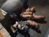 Schweine (Partie, Geschlecht nicht angegeben) — Foto 1