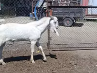 Cabra, Nubian Goat — foto 2
