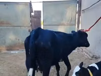 Vaca, Russian Black pied cattle — foto 6
