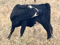Сиыр, Simmental cattle — 3-сурет