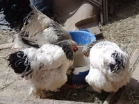 Chickens — الصورة 7