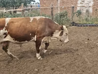 Bull, Simmental cattle — photo 2