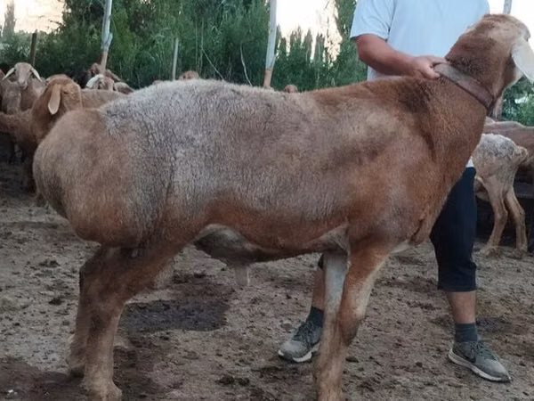 Carnero, Arashan sheep — Kirguistán