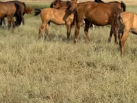 Caballo, Kazakh horse — foto 3