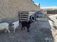 كبش, الأغنام — الصورة 4