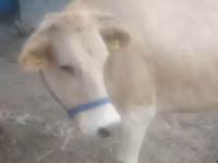 母牛, Alatau breed — 照片 1
