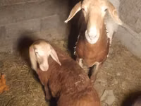 نعجة, Arashan sheep — الصورة 1