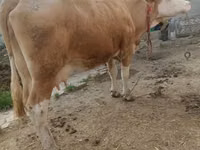 Vaca, Simmental cattle — foto 5