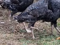 Turkeys — Foto 2