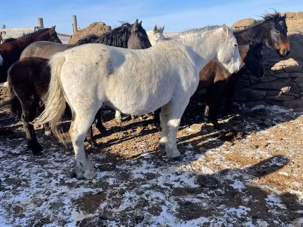Stute, Pferde — Kasachstan