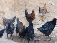 Chickens — Foto 1