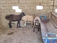 كبش, Arashan sheep — الصورة 5