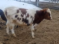 Bulle, Simmental cattle — Foto 3