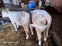 Сиыр, Charolais cattle — 3-сурет