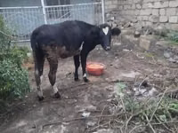 Toro, Ganado vacuno — foto 1