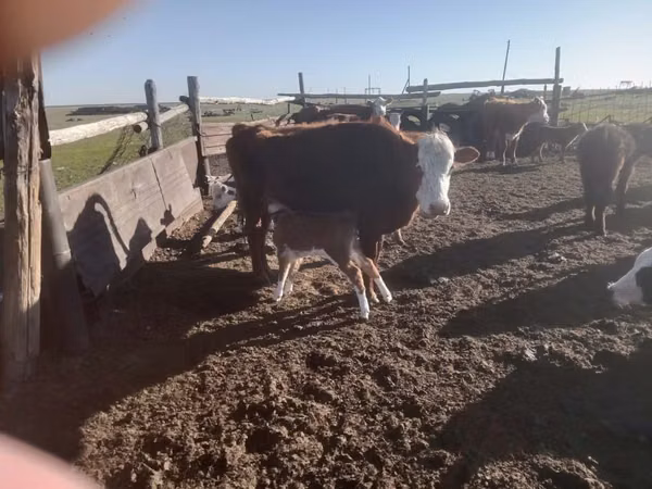 गाय, Latvian Blue cattle — कज़ाखस्तान