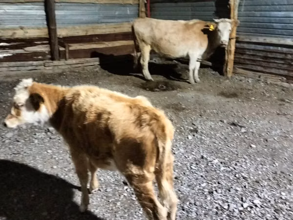 गाय, Latvian Blue cattle — कज़ाखस्तान
