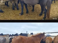 فرس, Horse breed — الصورة 2
