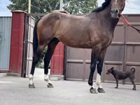 Айғыр, Thoroughbred horse — 5-сурет