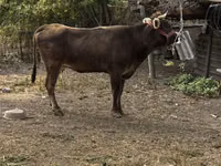 Kuh, Swiss cattle — Foto 1