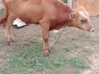 Toro, Simmental cattle — foto 7