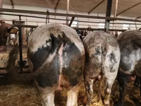 أبقار (دفعة، الجنس غير محدد), Simmental cattle — الصورة 3