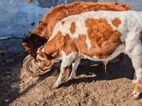 Bulle, Simmental cattle — Foto 3