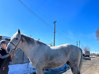 Caballo, Kazakh horse — foto 4