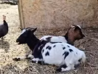 Ziege, Nigerian dwarf goats — Foto 1