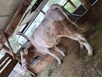 母牛, Simmental cattle — 照片 2