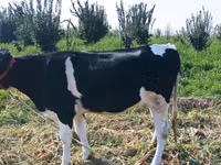 بقرة, Russian Black pied cattle — الصورة 4