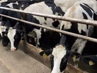 Kuh, Holstein-Rasse — Foto 2