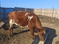 Kuh, Simmental cattle — Foto 1