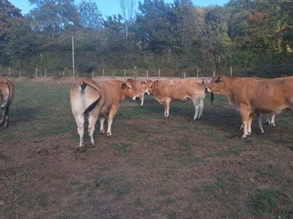 بقرة, Partenaise cattle