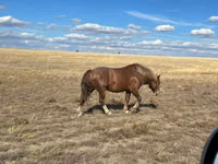 Hengst, Kazakh horse — Foto 5