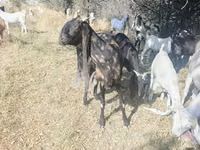 تيس, Nubian Goat — الصورة 2