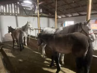 母马, Horses — 照片 1
