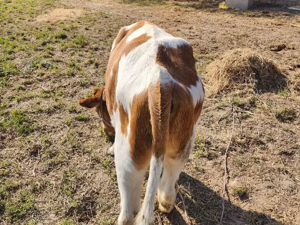 Toro, Simmental cattle