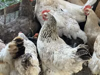 Chickens — photo 2