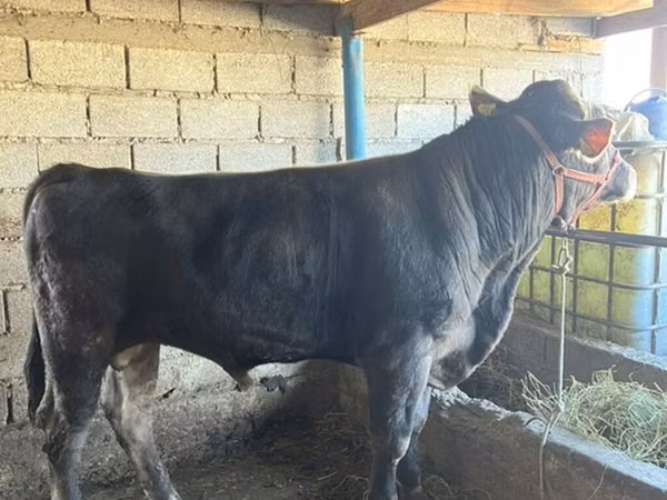 ثور, Swiss cattle