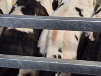 Bulle, Russian Black pied cattle — Foto 6