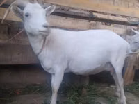 Cabra, Saanen goat — foto 1