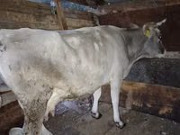 Sigir, Latvian Blue cattle — 1-rasm