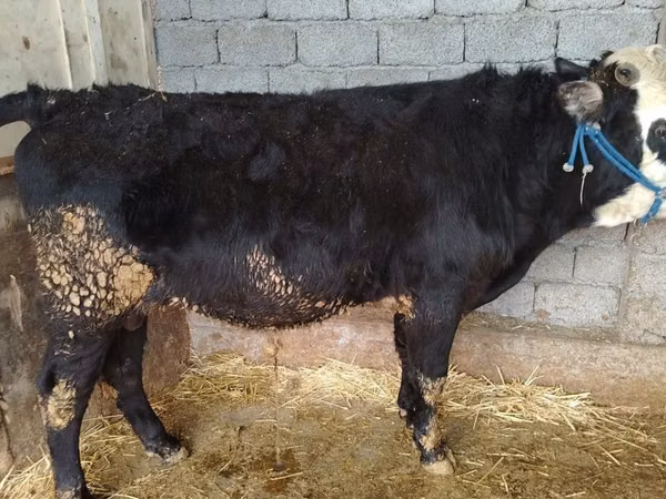 公牛, Kazakh White-headed cow — 乌兹别克斯坦