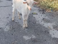 母山羊, Saanen goat — 照片 2