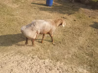 Widder, Arashan sheep — Foto 3