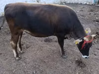 Bull, Alatau breed — photo 5
