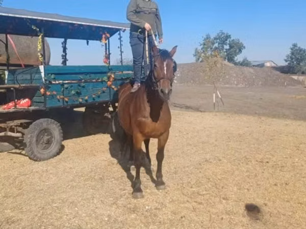Mare, Horses