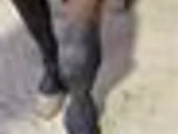 Айғыр, Arabian horse — 8-сурет