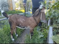 Ziege, Beetal goats — Foto 1